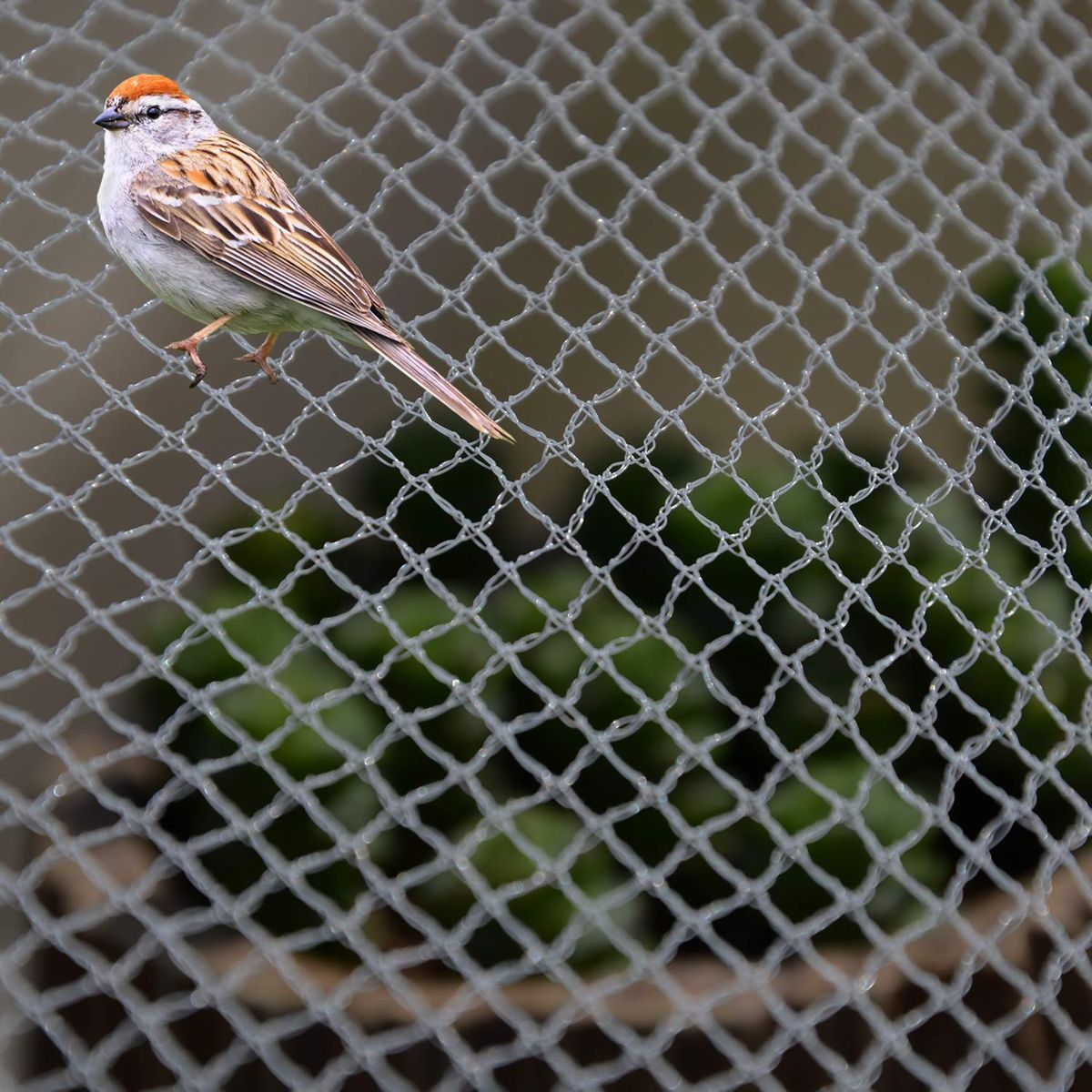 Bird Nets Vijayawada