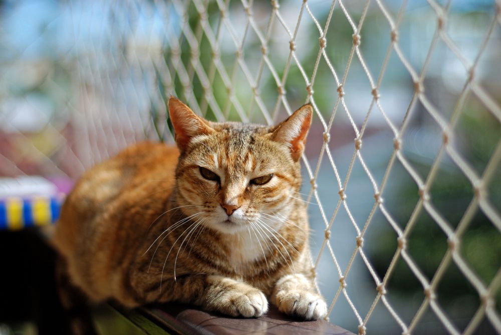 Pets Safety Nets Vijayawada